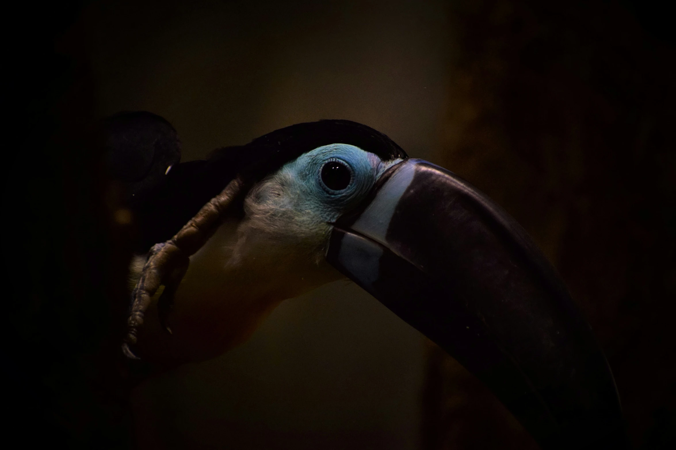 toucan bird with a very large beak in the dark