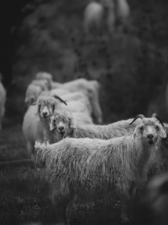 a group of wooly animals with heads down