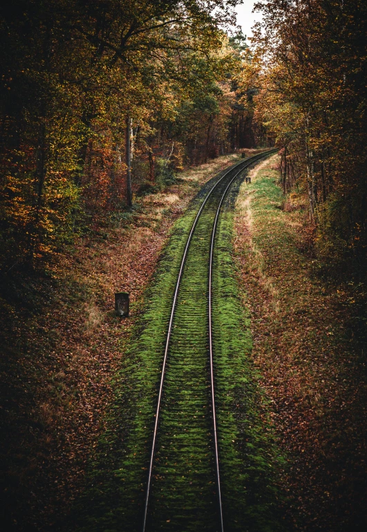 train tracks run through a wooded area during the fall