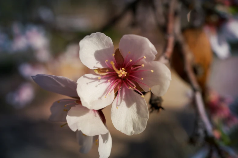 a white flower with a pink center and brown stikker