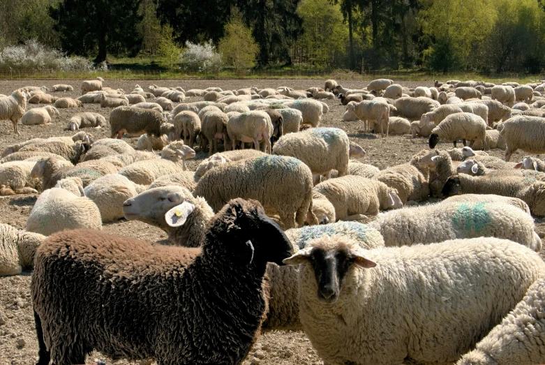 a large flock of sheep standing around in the dirt