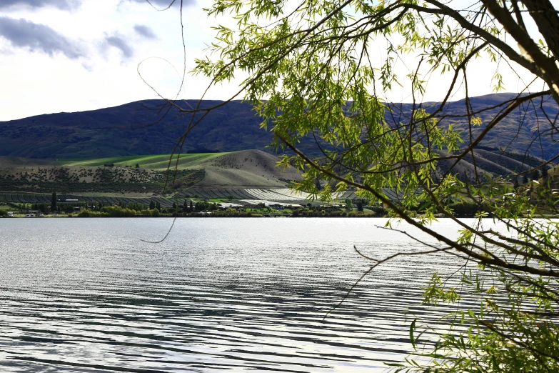 some trees in the grass and water and mountains