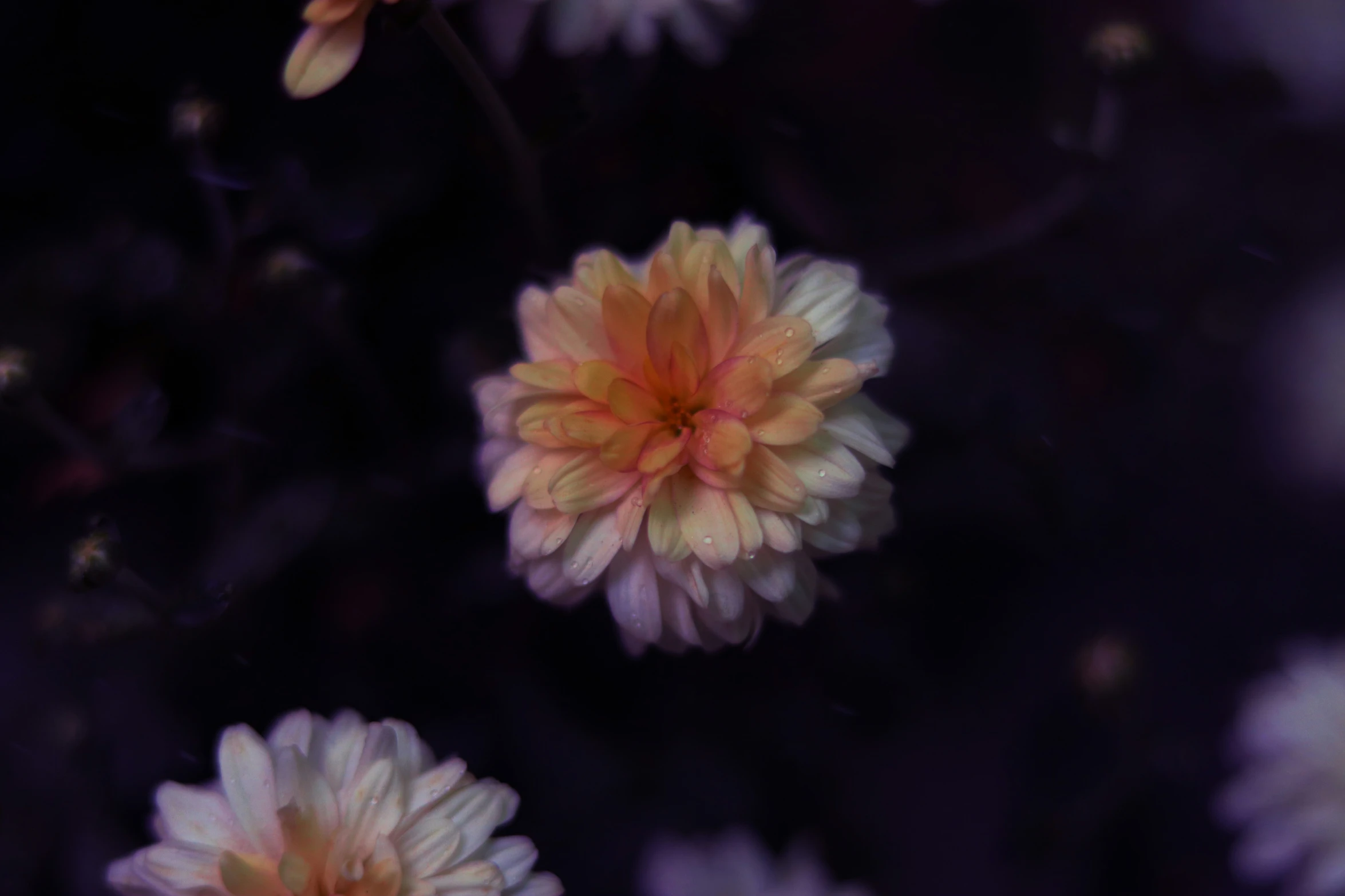 many flowers with very light pink on them