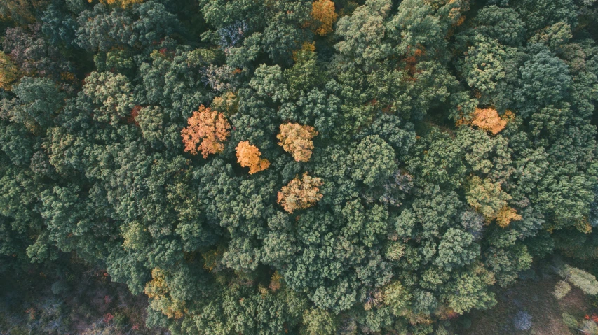 overhead view of a pine tree forest with yellow and red leaves