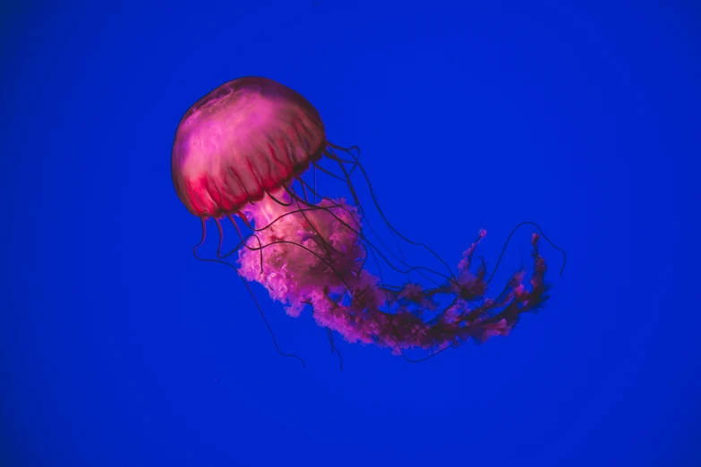 a pink and purple jellyfish in water against a blue sky