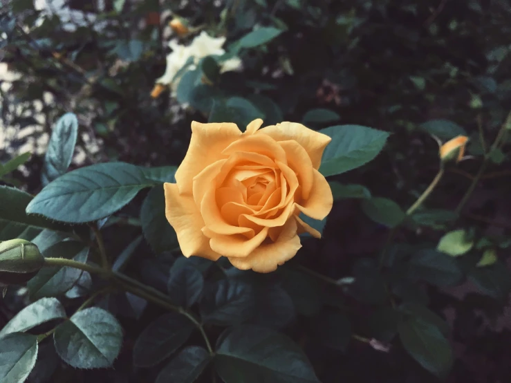 a large yellow rose with several leaves