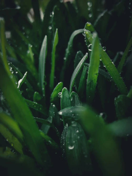 a close - up of a grass with drops of water on it
