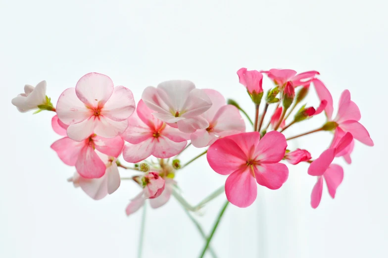 a bouquet of pink and white flowers with leaves