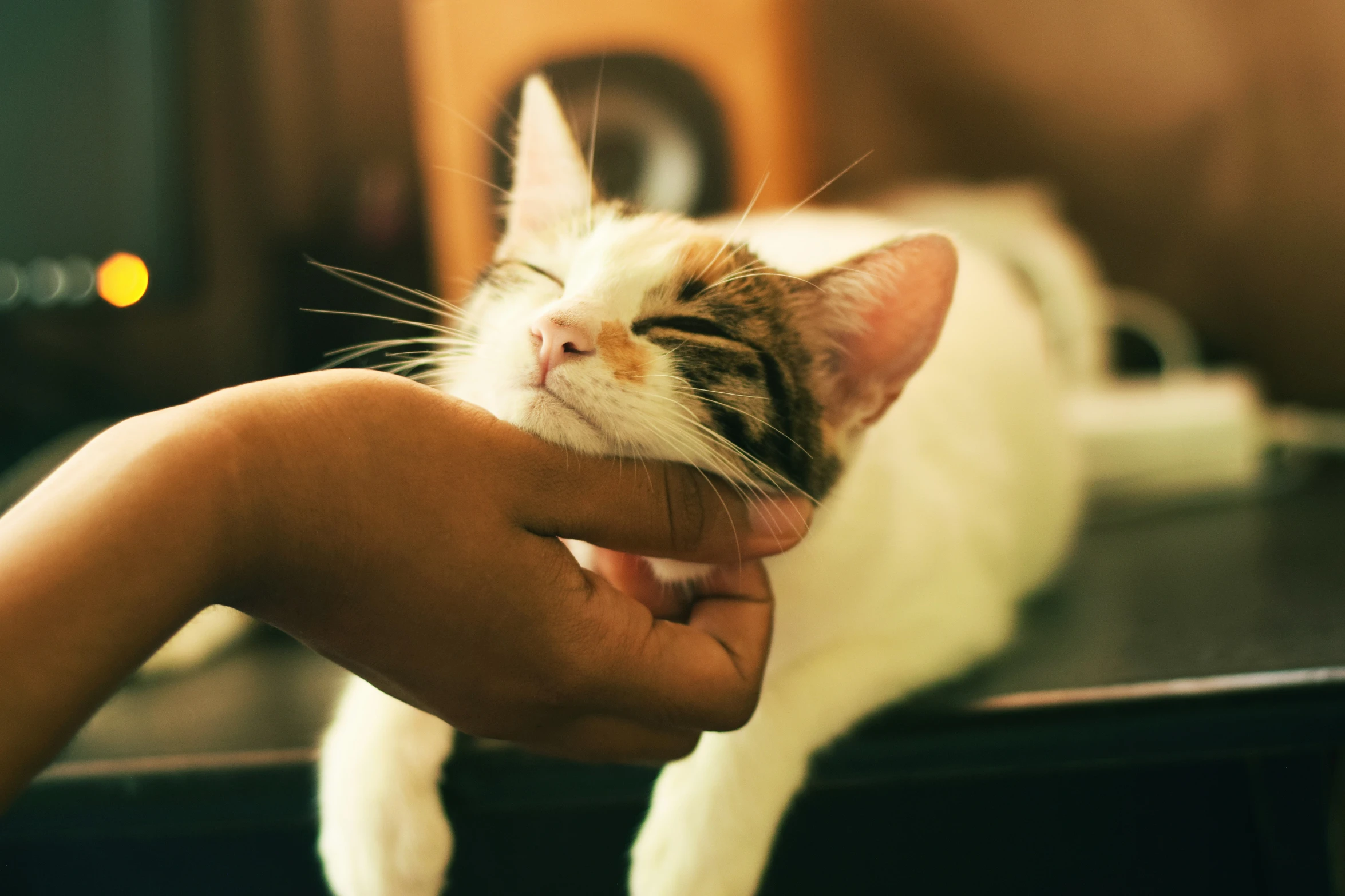 a person holding a kitten in one hand