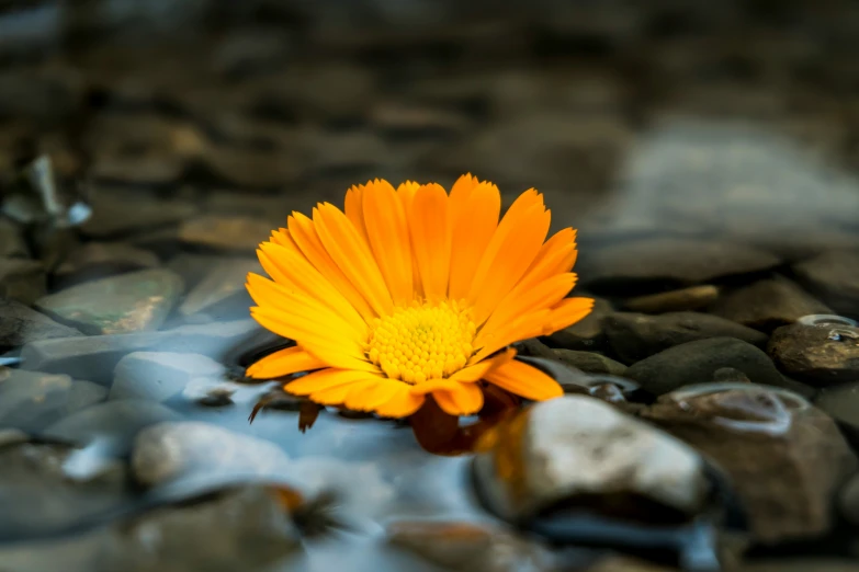 a orange daisy is sitting on top of rocks