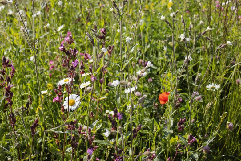 some white and purple flowers and grass