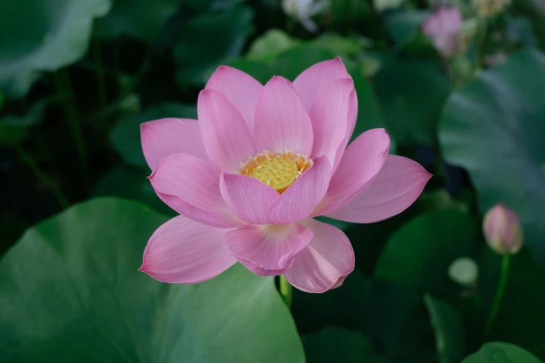 there is a very large pink flower near many water lilies