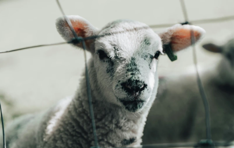 there are two sheep in a pen behind a fence