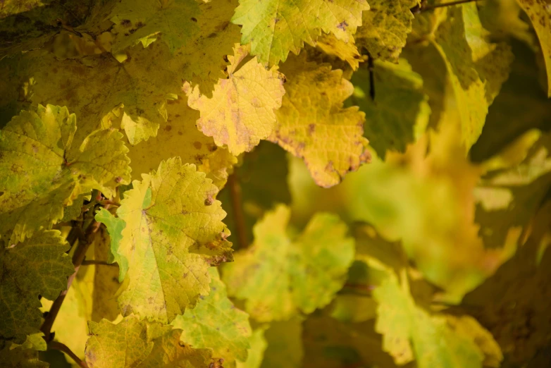 closeup of green and yellow leaves hanging from a tree