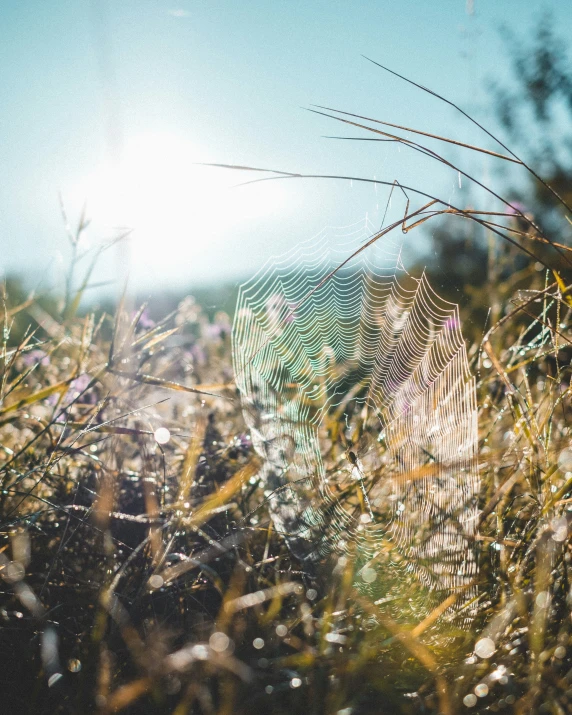 a spider web sitting on top of grass covered in dew