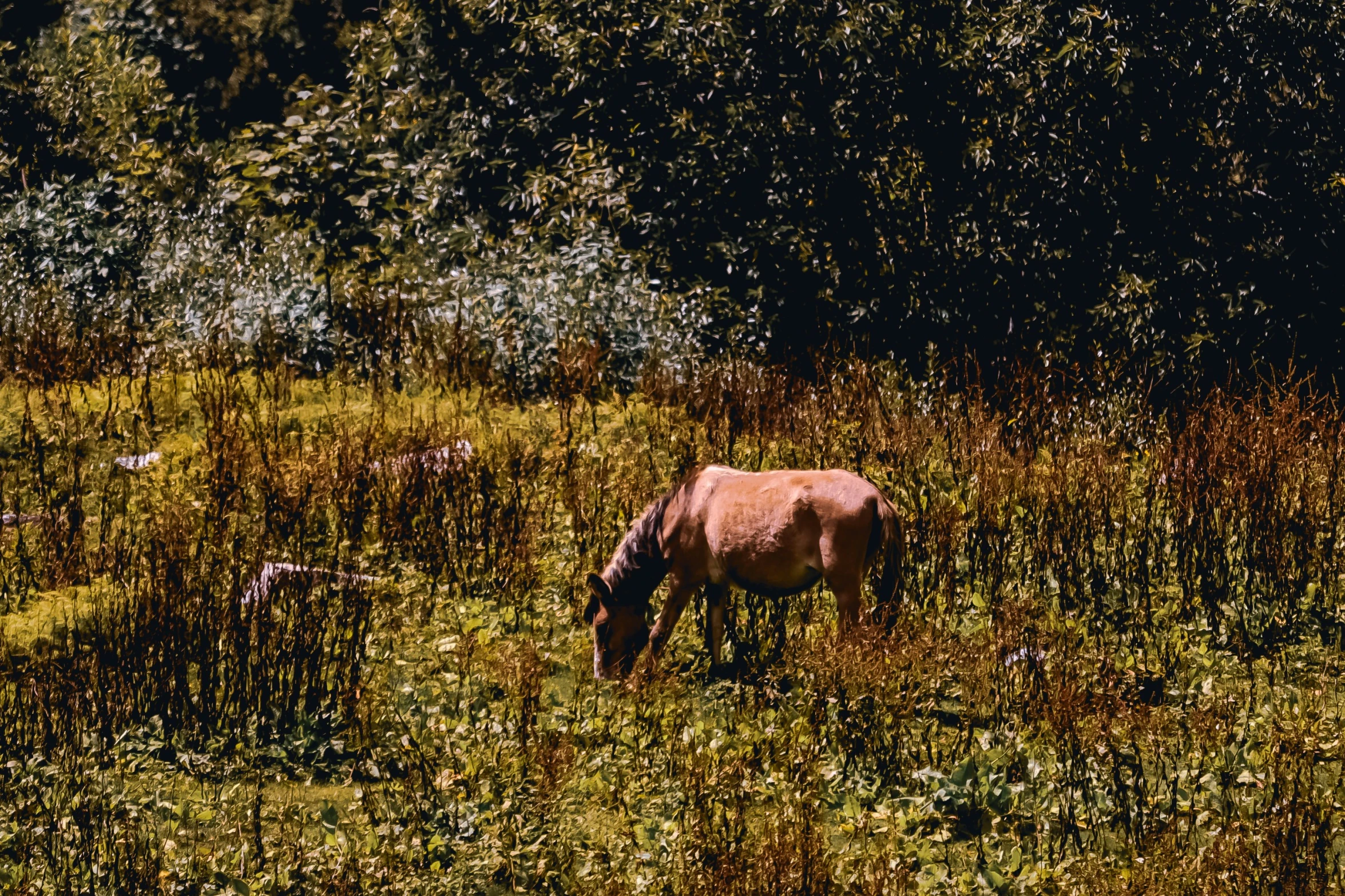 an animal is grazing in a grassy field
