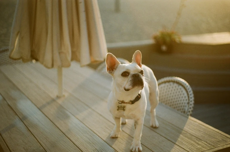 a dog standing on top of a wooden floor