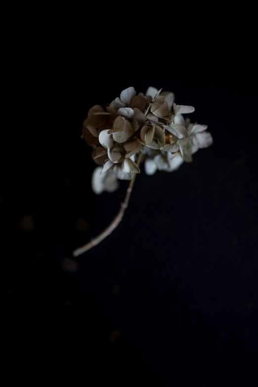 some small flowers growing from the ground