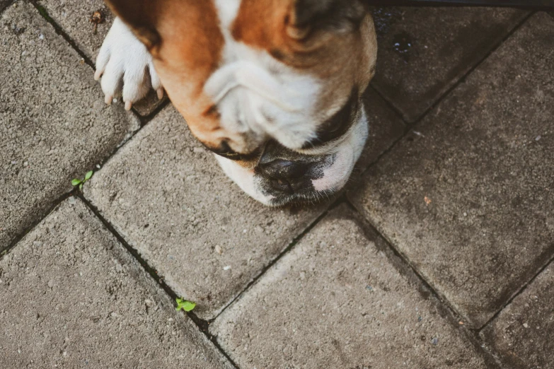 a brown and white dog standing on top of a sidewalk