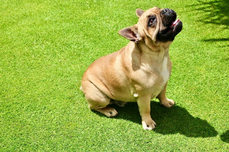 a dog is sitting on the grass outside