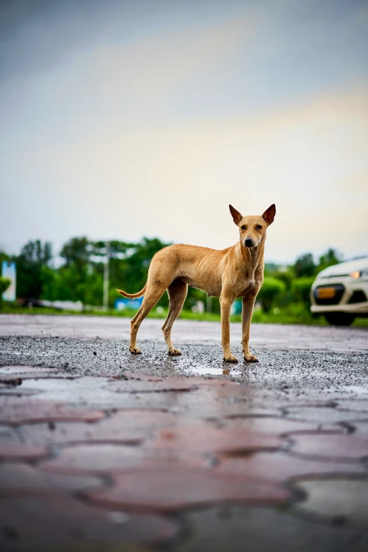 a very cute small dog standing in a parking lot