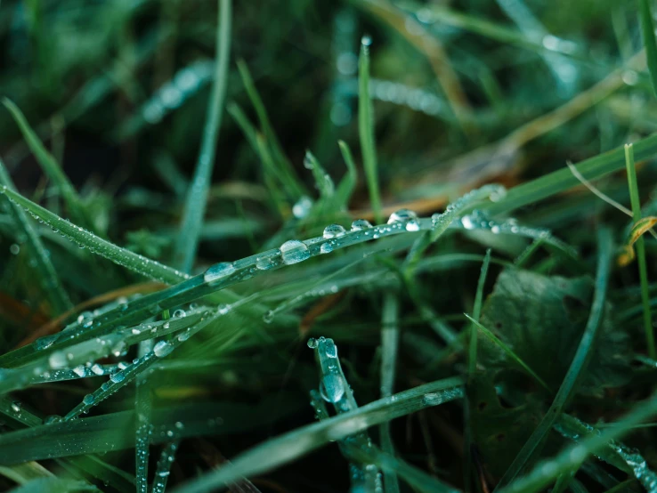 a close up of a green grass field with water droplets