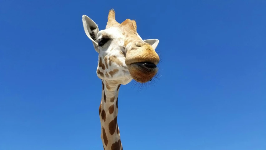 an image of a giraffe sticking his tongue out