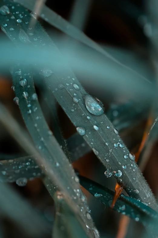 close up po of grass with drops of dew