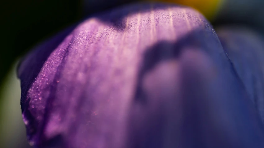 the inside of an iris plant with water droplets on it