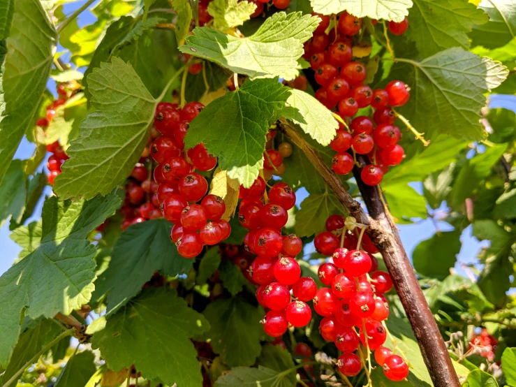 berry on the tree ready to be picked