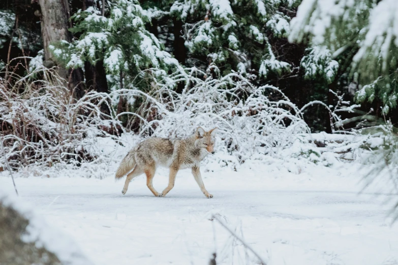 a wolf in the middle of some snowy woods