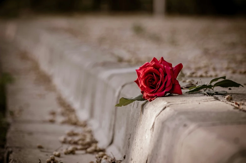 a single red rose on the cement surface of an embankment