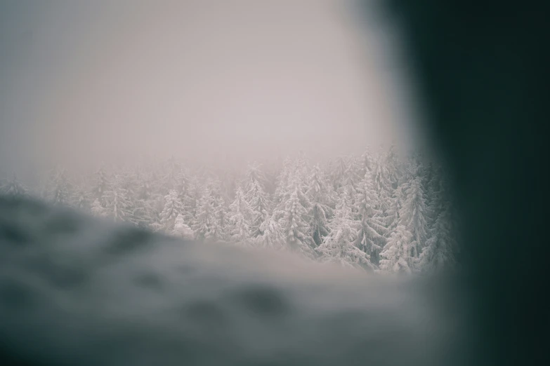 the trees are covered in heavy snow during the day