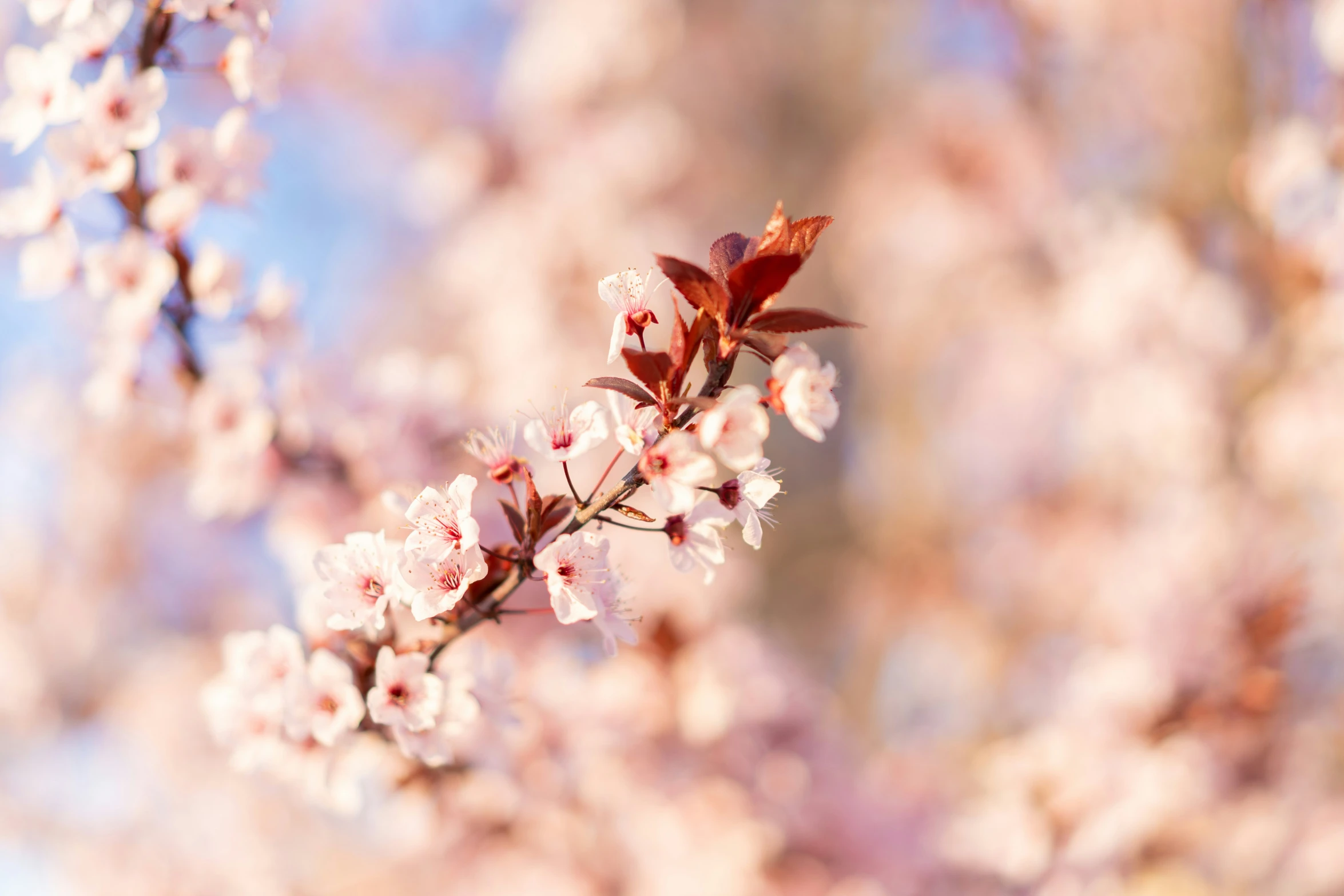 closeup of an apple tree with white blossoms