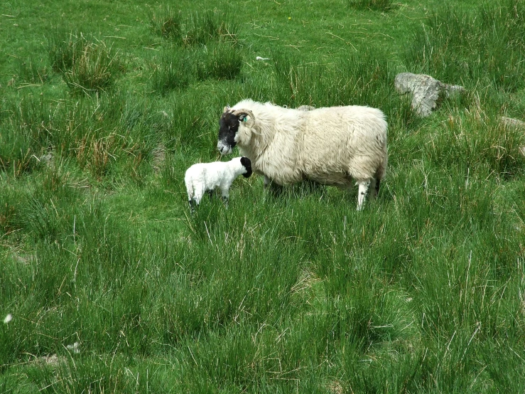 a large lamb and its young in the grass