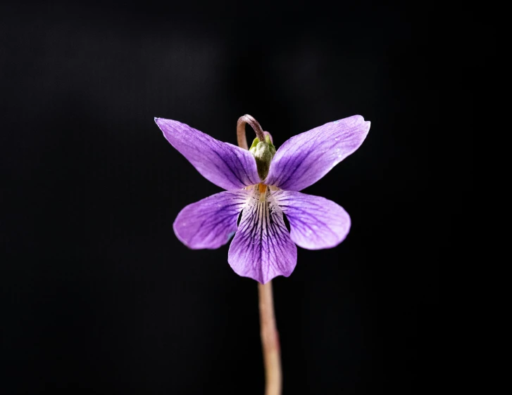 an elegant purple flower with a single leaf