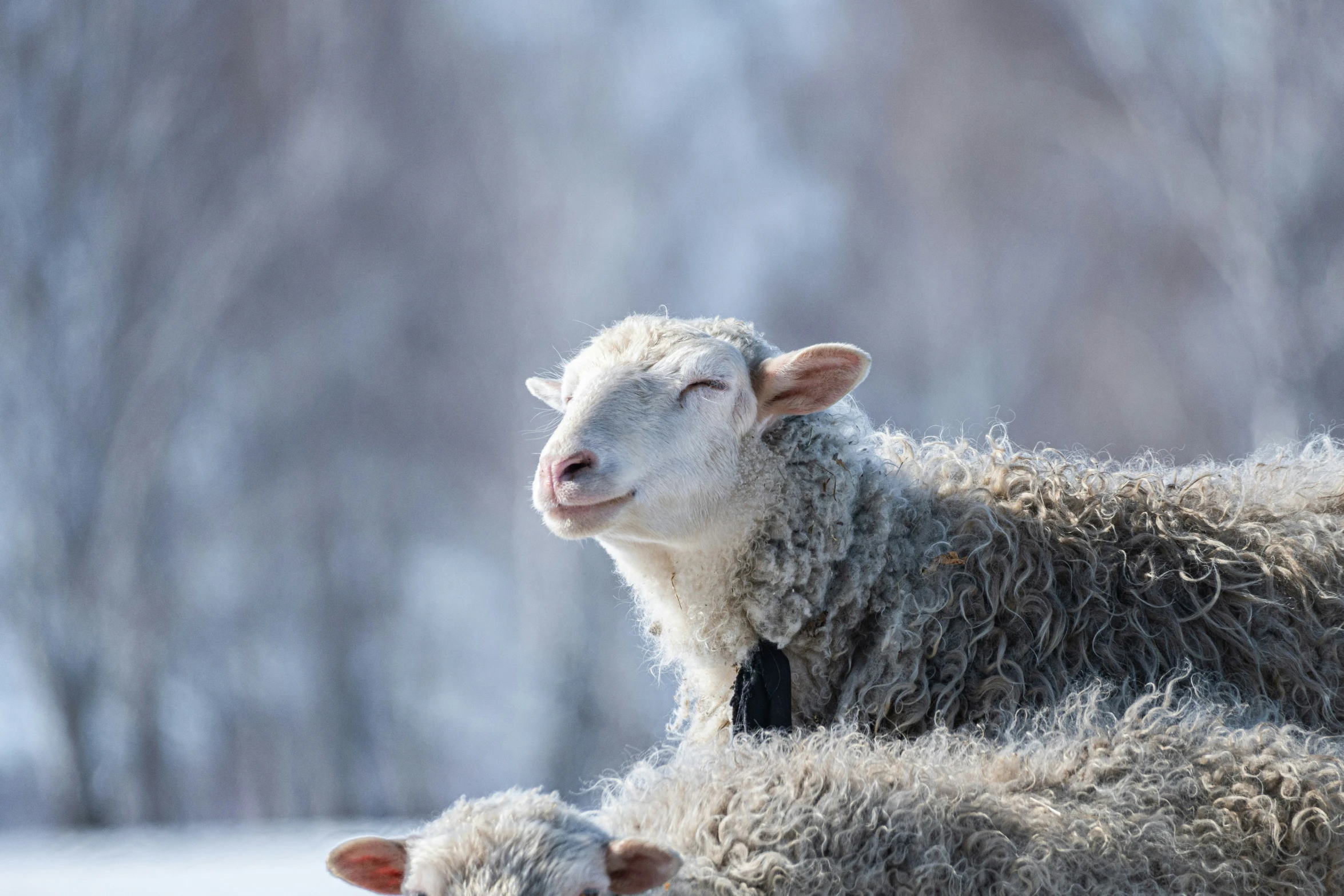 two gray sheep laying in the snow next to trees