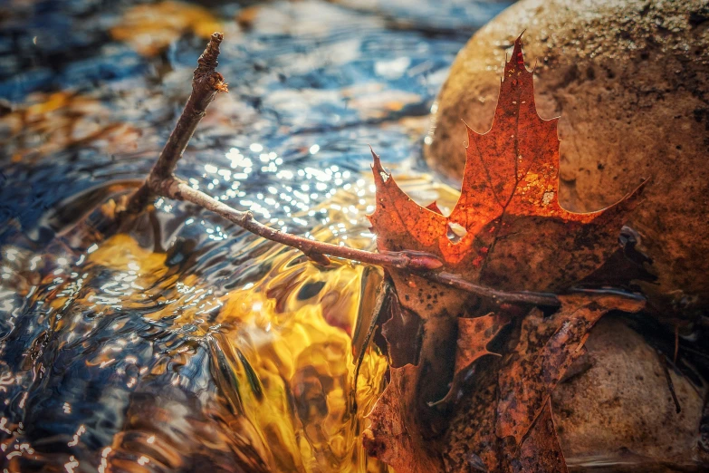 a group of rocks with some water and leaves on it