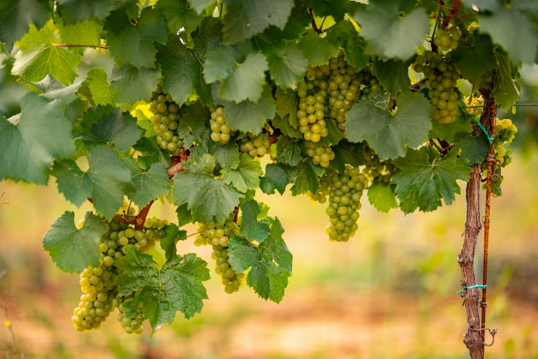 several clusters of gs are in a vine