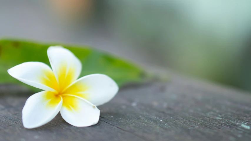 a closeup s of a white and yellow flower