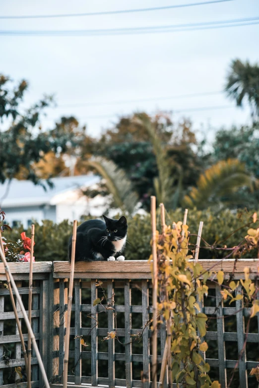 a cat sits on the top of a fence