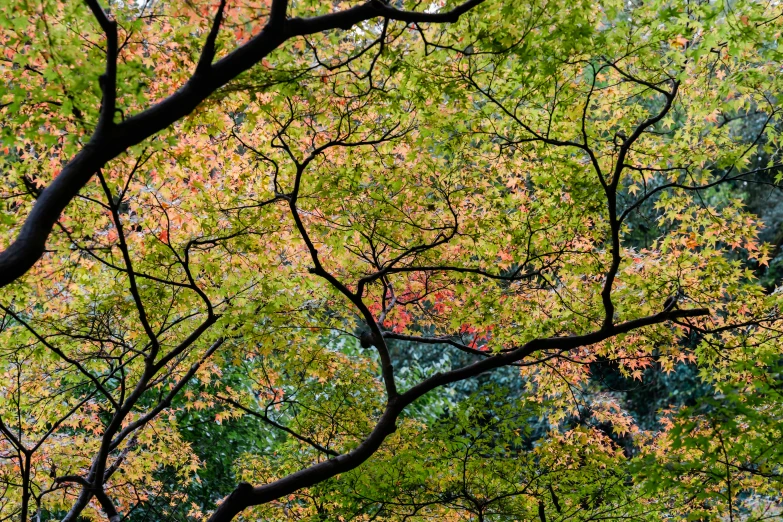 colorful foliage is seen against green foliage