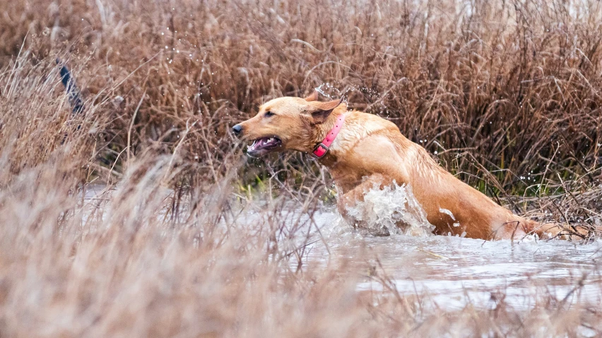 a brown dog sitting in the water with his tongue out