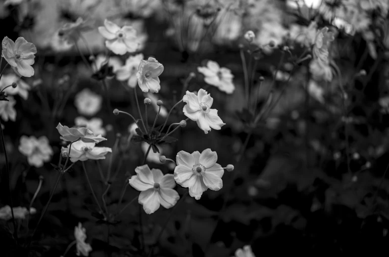 the white flowers are blooming on the black and white background