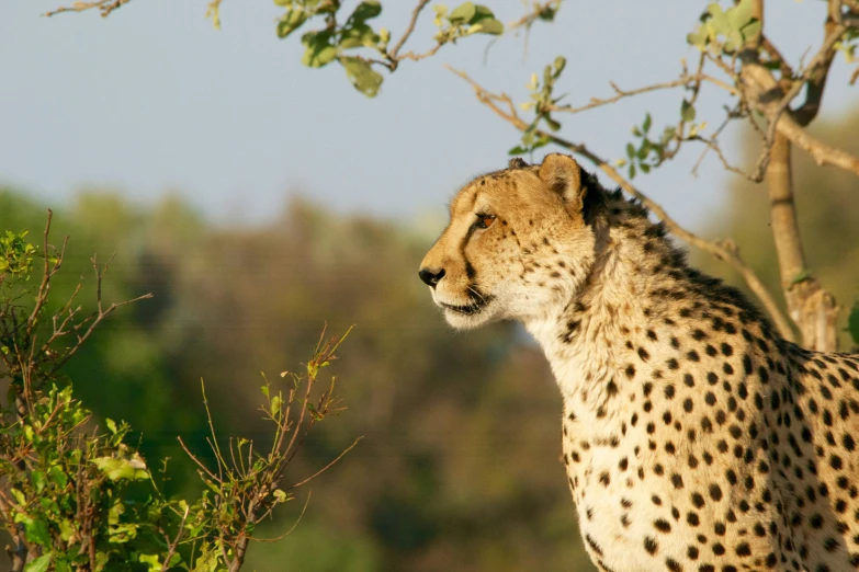 a cheetah looks off into the distance during the day