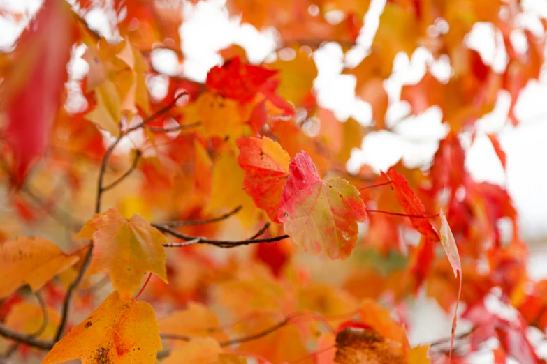 the tree leaves are changing colors in fall