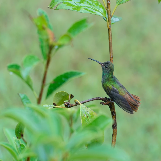 a small bird sitting on a nch of a plant