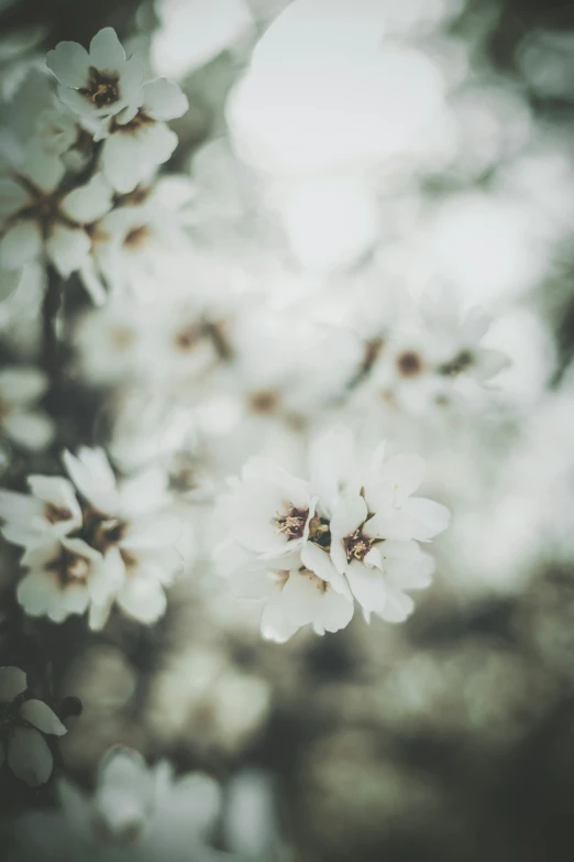 a blurry po of white flowers against a background of blue and green