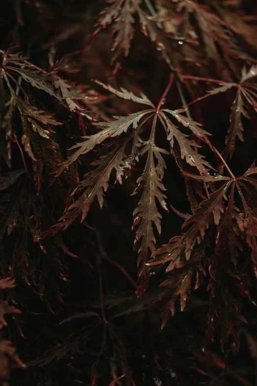 a group of leaves are illuminated by the light of a flashlight