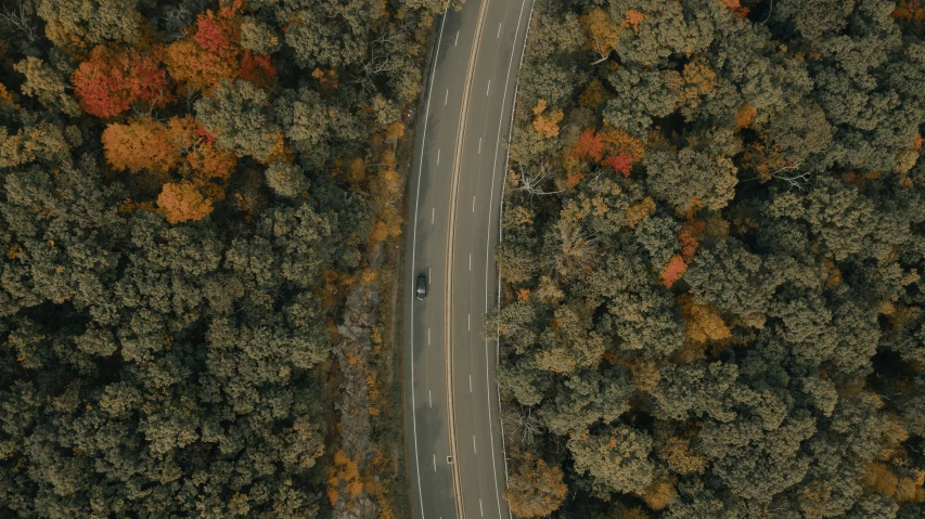 a vehicle drives along the middle of a forest